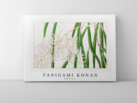 
              Tanigami Konan - Orchid flower
            