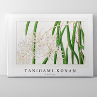 Tanigami Konan - Orchid flower