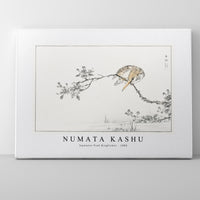 Numata Kashu - Japanese Pied Kingfisher illustration from Pictorial Monograph of Birds (1885)