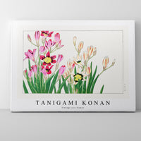 Tanigami Konan - Vintage ixia flower
