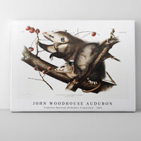 John Woodhouse Audubon - Virginian Opossum (Didelphis Virginiana) from the viviparous quadrupeds of North America (1845)