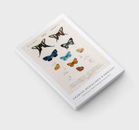 
              Charles Dessalines D'Orbigny - Collection of hand drawings of butterflies
            
