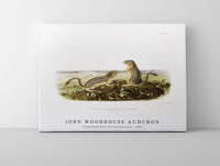 
              John woodhouse Audubon - Leopard Spermophile (Spermophilus tridecemlineatus) from the viviparous quadrupeds of North America (1845)
            