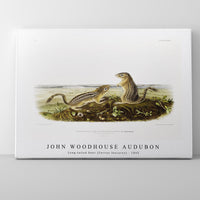 John woodhouse Audubon - Leopard Spermophile (Spermophilus tridecemlineatus) from the viviparous quadrupeds of North America (1845)