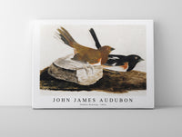 
              John James Audubon - Towhee Bunting (1812)
            