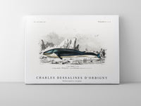 
              Charles Dessalines D'Orbigny - Balaenoptera rorqual
            