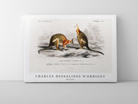
              Charles Dessalines D'Orbigny - Macropus
            