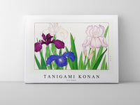 
              Tanigami Konan - Iris flower
            