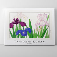 Tanigami Konan - Iris flower