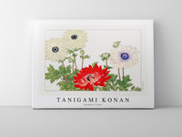
              Tanigami Konan - Anemone flower
            