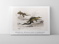 
              Charles Dessalines D'Orbigny - Alligator (Alligator incius) and Lilford'swall lizard (Podarcis lilfordi)
            