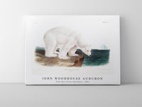 
              John Woodhouse Audubon - Polar Bear (Ursus maritimus) from the viviparous quadrupeds of North America (1845)
            