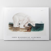 John Woodhouse Audubon - Polar Bear (Ursus maritimus) from the viviparous quadrupeds of North America (1845)