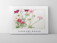 
              Tanigami Konan - Cosmos flower
            