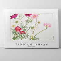 Tanigami Konan - Cosmos flower