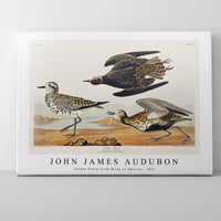 John James Audubon - Golden Plover from Birds of America (1827)