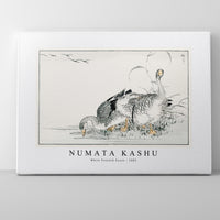 Numata Kashu - White Fronted Goose illustration from Pictorial Monograph of Birds (1885)