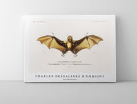 
              Charles Dessalines D'Orbigny - Bat (Roufsette)
            