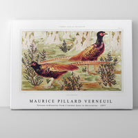 Maurice Pillard Verneuil - Faisans ordinaires from L'animal dans la décoration (1897)