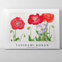 Tanigami Konan - Vintage poppy flower