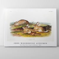 John Woodhouse Audubon - Warm Wood Hare (Lepus artemesia) from the viviparous quadrupeds of North America (1845)