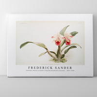 Frederick Sander - Cattleya labiata trianaei from Reichenbachia Orchids-1847-1920