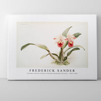 Frederick Sander - Cattleya labiata trianaei from Reichenbachia Orchids-1847-1920