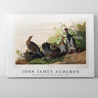 John James Audubon - Spotted Grouse from Birds of America (1827)