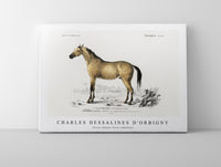 
              Charles Dessalines D'Orbigny - Horse (Equus ferus caballus)
            