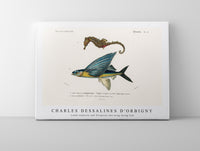 
              Charles Dessalines D'Orbigny - Lined seahorse (Hippocampus Erectus) and Stropical two wing flying fish (Exocoetus Volitan)
            