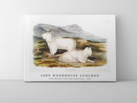 
              John Woodhouse Audubon - Rocky Mountain Goat (Capra Americana) from the viviparous quadrupeds of North America (1845)
            