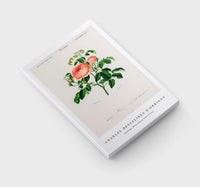 
              Charles Dessalines D'Orbigny - Cabbage Rose (Rosa Centifilia)
            