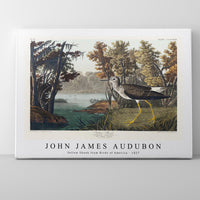 John James Audubon - Yellow Shank from Birds of America (1827)