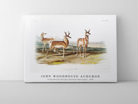 
              John Woodhouse Audubon - Prong-horned Antelope (Antilope Americana) from the viviparous quadrupeds of North America (1845)
            