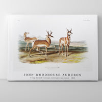John Woodhouse Audubon - Prong-horned Antelope (Antilope Americana) from the viviparous quadrupeds of North America (1845)