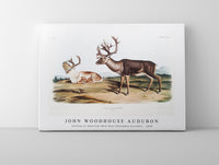 
              John Woodhouse Audubon - Caribou or American Rein Deer (Tarandus furcifer) from the viviparous quadrupeds of North America (1845)
            