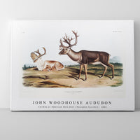 John Woodhouse Audubon - Caribou or American Rein Deer (Tarandus furcifer) from the viviparous quadrupeds of North America (1845)