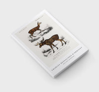 
              Charles Dessalines D'Orbigny - Alces alces and Moschus
            