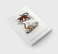 
              Charles Dessalines D'Orbigny - Lemur
            