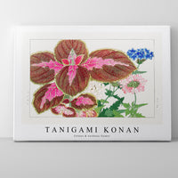 Tanigami Konan - Coleus & verbena flower