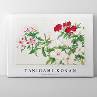 Tanigami Konan - Vintage godetia flower