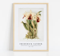 
              Frederick Sander - Cattleya dowiana aurea from Reichenbachia Orchids-1847-1920
            