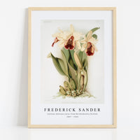 Frederick Sander - Cattleya dowiana aurea from Reichenbachia Orchids-1847-1920