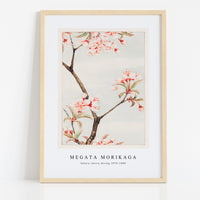 Megata Morikaga - Sakura cherry during 1870–1880