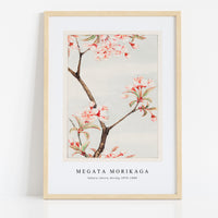 Megata Morikaga - Sakura cherry during 1870–1880