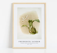
              Frederick Sander - Coelogyne sanderæ from Reichenbachia Orchids-1847-1920
            