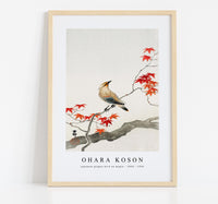 
              Ohara Koson - Japanese plague bird on maple (1900 - 1936)
            