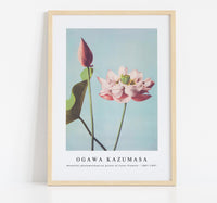 
              Ogawa Kazumasa - Beautiful photomechanical prints of Lotus Flowers (1887–1897)
            