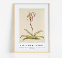 
              Frederick Sander - Cypripedium hybridum youngianum from Reichenbachia Orchids-1847-1920
            