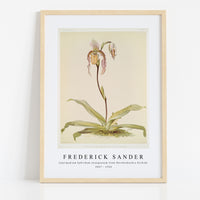 Frederick Sander - Cypripedium hybridum youngianum from Reichenbachia Orchids-1847-1920